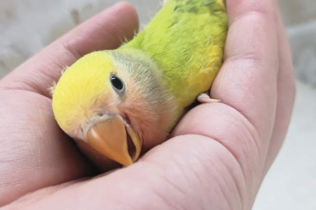コザクラインコ（小桜インコ）