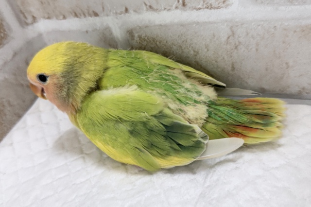 コザクラインコ（小桜インコ）