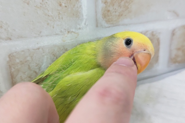 コザクラインコ（小桜インコ）