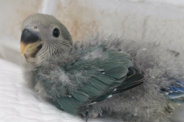 コザクラインコ（小桜インコ）