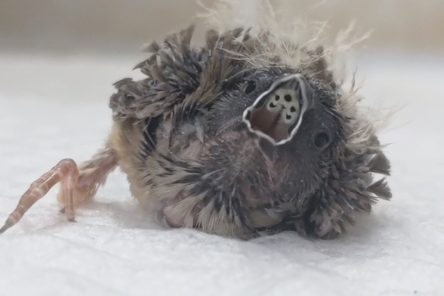 錦花鳥（キンカチョウ）