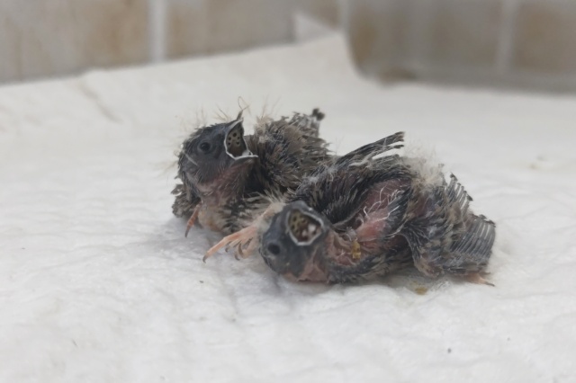 錦花鳥（キンカチョウ）