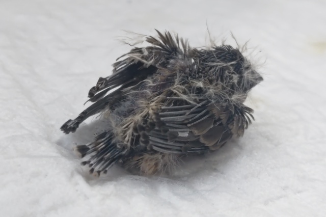 錦花鳥（キンカチョウ）