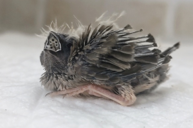 錦花鳥（キンカチョウ）