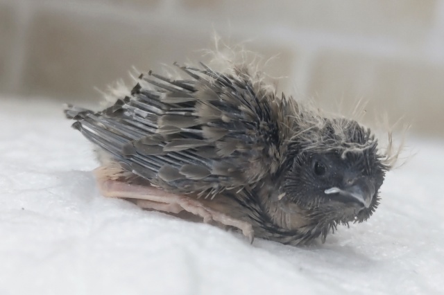 錦花鳥（キンカチョウ）