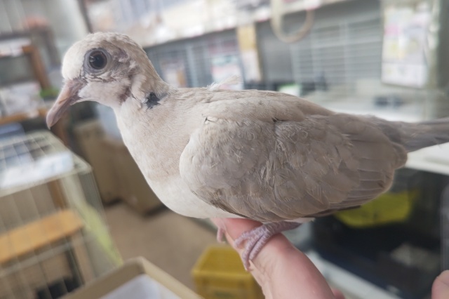 ジュズカケバト