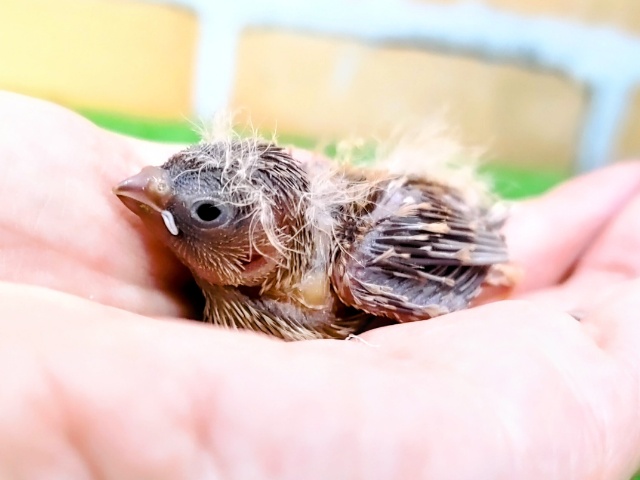 錦花鳥（キンカチョウ）