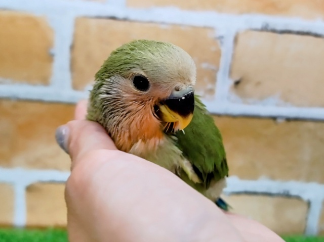 コザクラインコ（小桜インコ）
