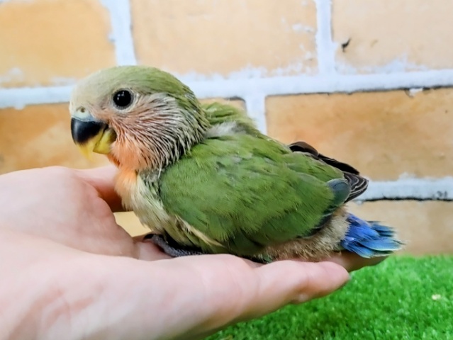 コザクラインコ（小桜インコ）