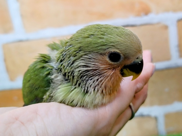 コザクラインコ（小桜インコ）