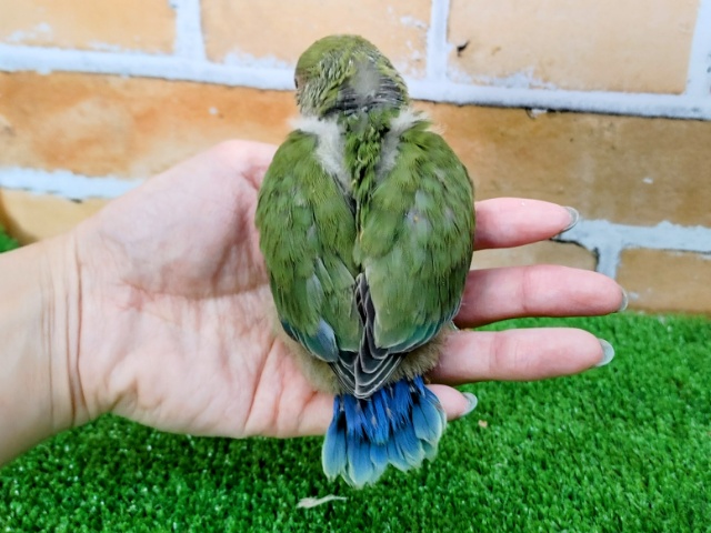 コザクラインコ（小桜インコ）