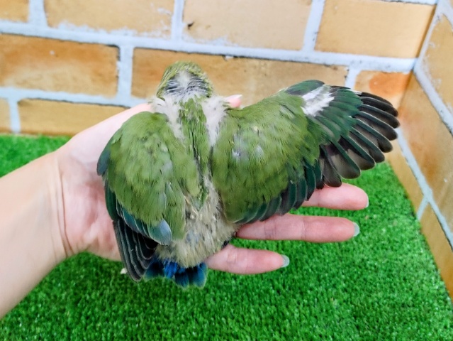 コザクラインコ（小桜インコ）