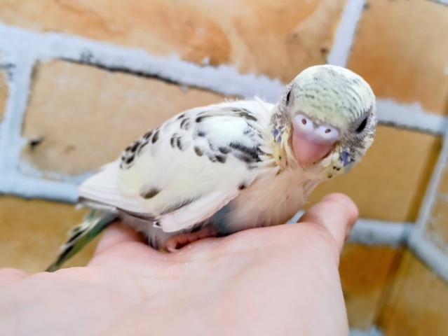 セキセイインコ