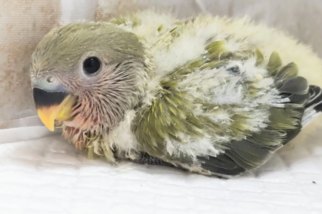 コザクラインコ（小桜インコ）