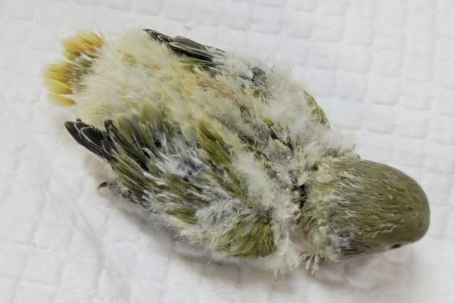 コザクラインコ（小桜インコ）