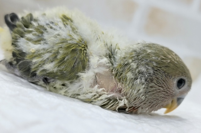 コザクラインコ（小桜インコ）