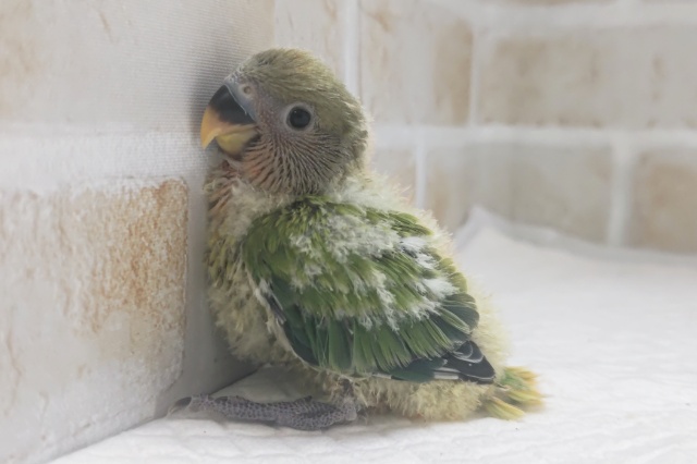 コザクラインコ（小桜インコ）