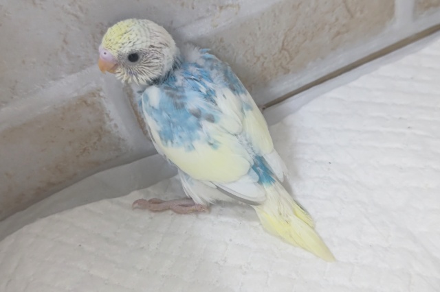 色合い素敵たまらん~🩵 セキセイインコ(パステルレインボーパイド) セキセイインコ