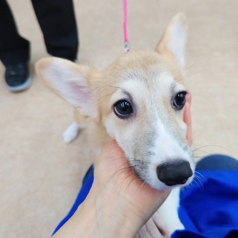 ウェルシュコーギー・ペンブローグ