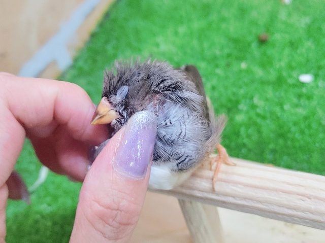 錦花鳥（キンカチョウ）