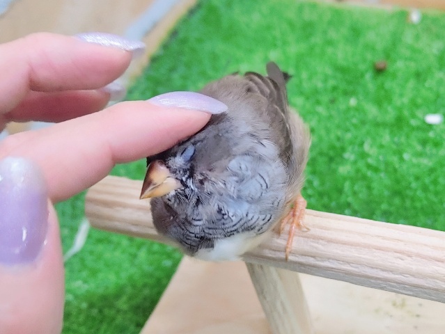 錦花鳥（キンカチョウ）