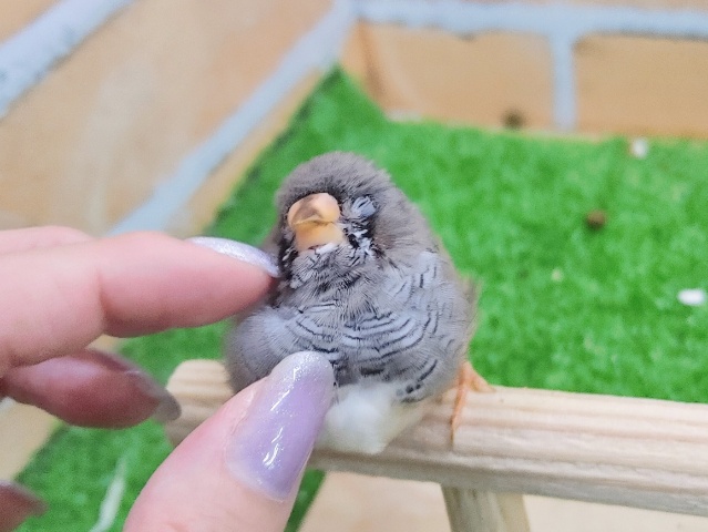 錦花鳥（キンカチョウ）