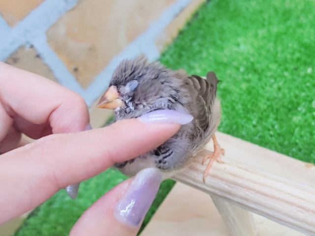 錦花鳥（キンカチョウ）