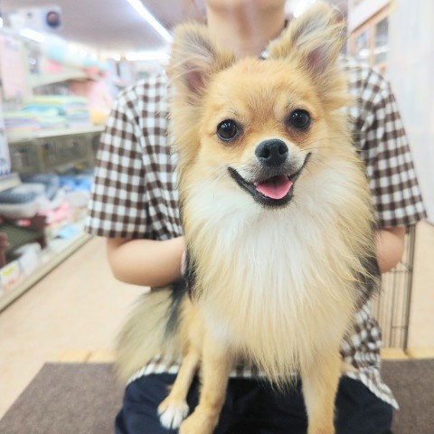 ポメチー（ポメチワ）