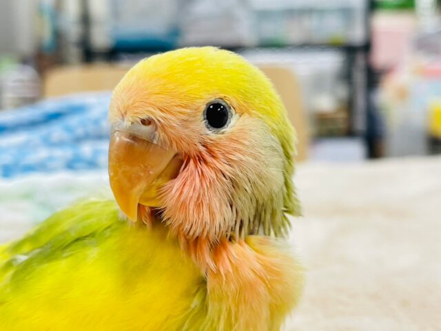 コザクラインコ（小桜インコ）