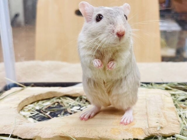 カラージャービル（スナネズミ）