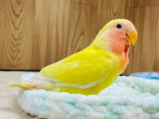 コザクラインコ（小桜インコ）