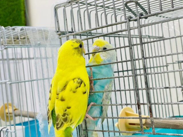 セキセイインコ
