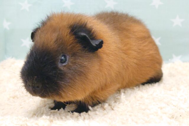 ロシアンスモークモルモット