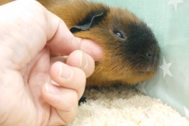 ロシアンスモークモルモット