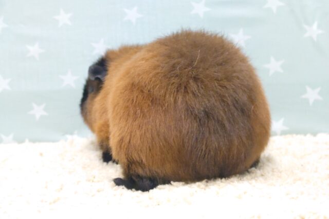 ロシアンスモークモルモット