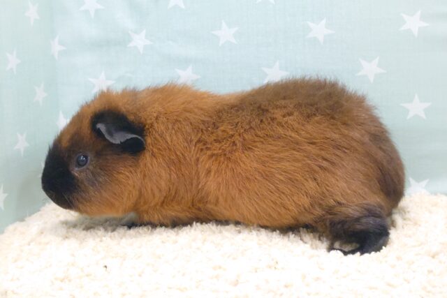 ロシアンスモークモルモット