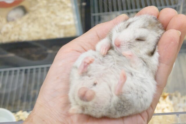 ゴールデンハムスター