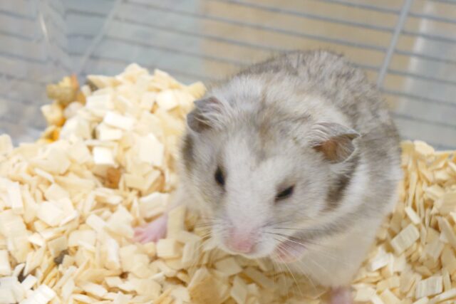 ゴールデンハムスター