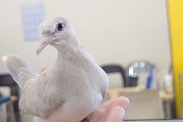 ジュズカケバト