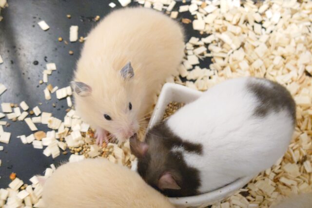 ゴールデンハムスター