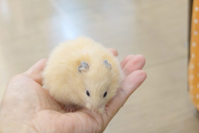ゴールデンハムスター