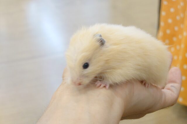 ゴールデンハムスター