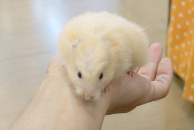 ゴールデンハムスター