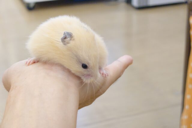 ゴールデンハムスター