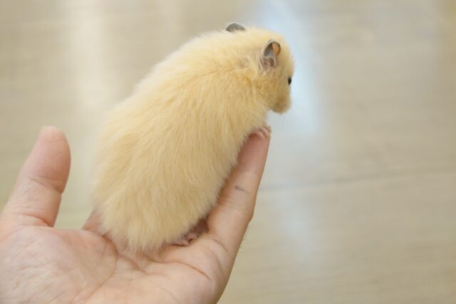 ゴールデンハムスター