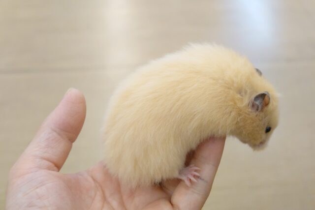ゴールデンハムスター