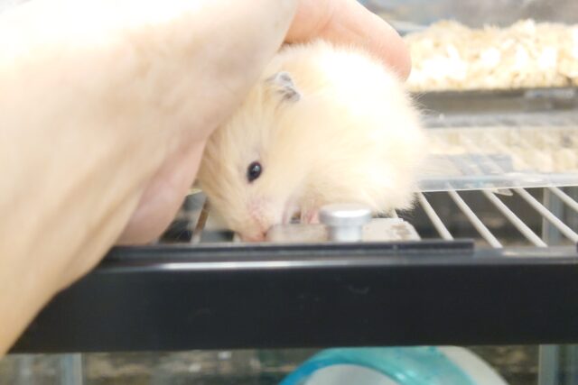 ゴールデンハムスター