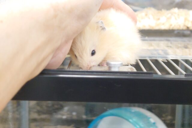 ゴールデンハムスター