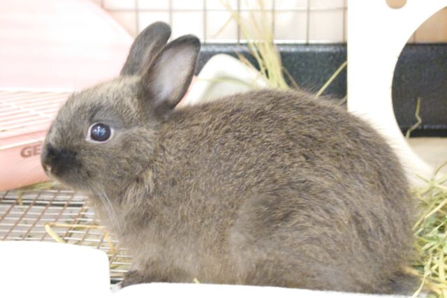 ネザーランドドワーフ