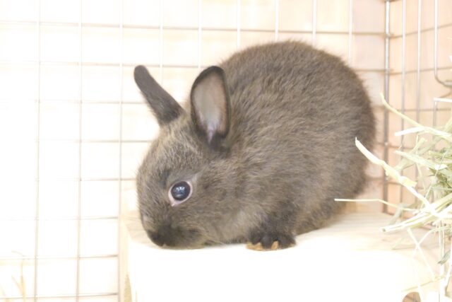 ネザーランドドワーフ